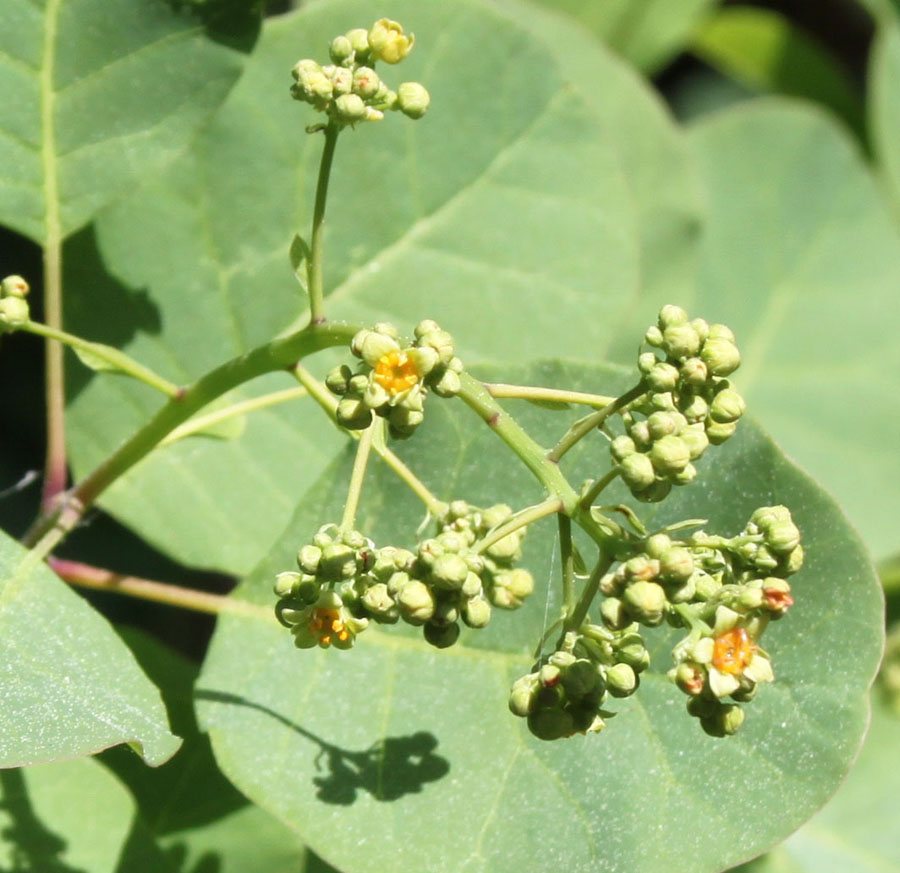 bosco misto  - Cotinus coggygria